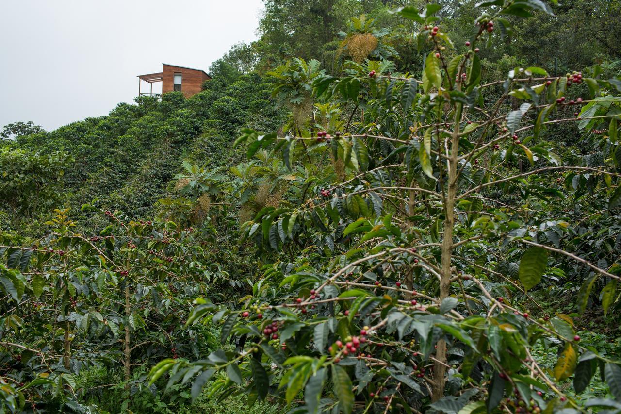 Coffee & Adventure Hotel By La Palma Y El Tucan Zipacon Kültér fotó