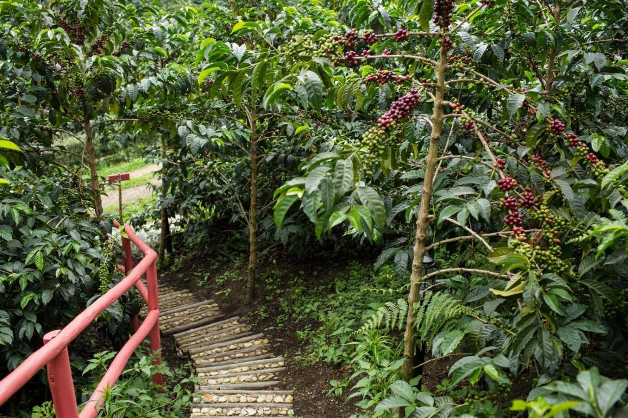 Coffee & Adventure Hotel By La Palma Y El Tucan Zipacon Kültér fotó